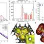 Magnetic mystery in thorium clusters resolved by new study