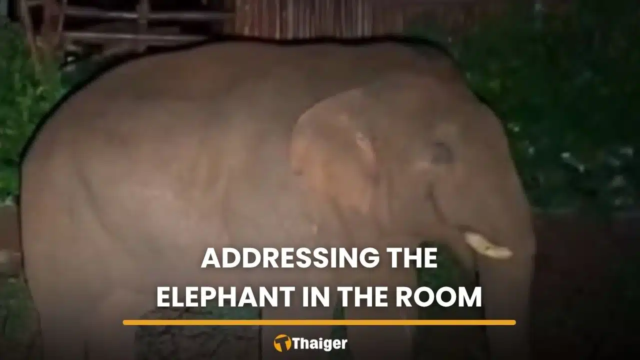 Khao Yai wild elephant raids barbecue restaurant at night