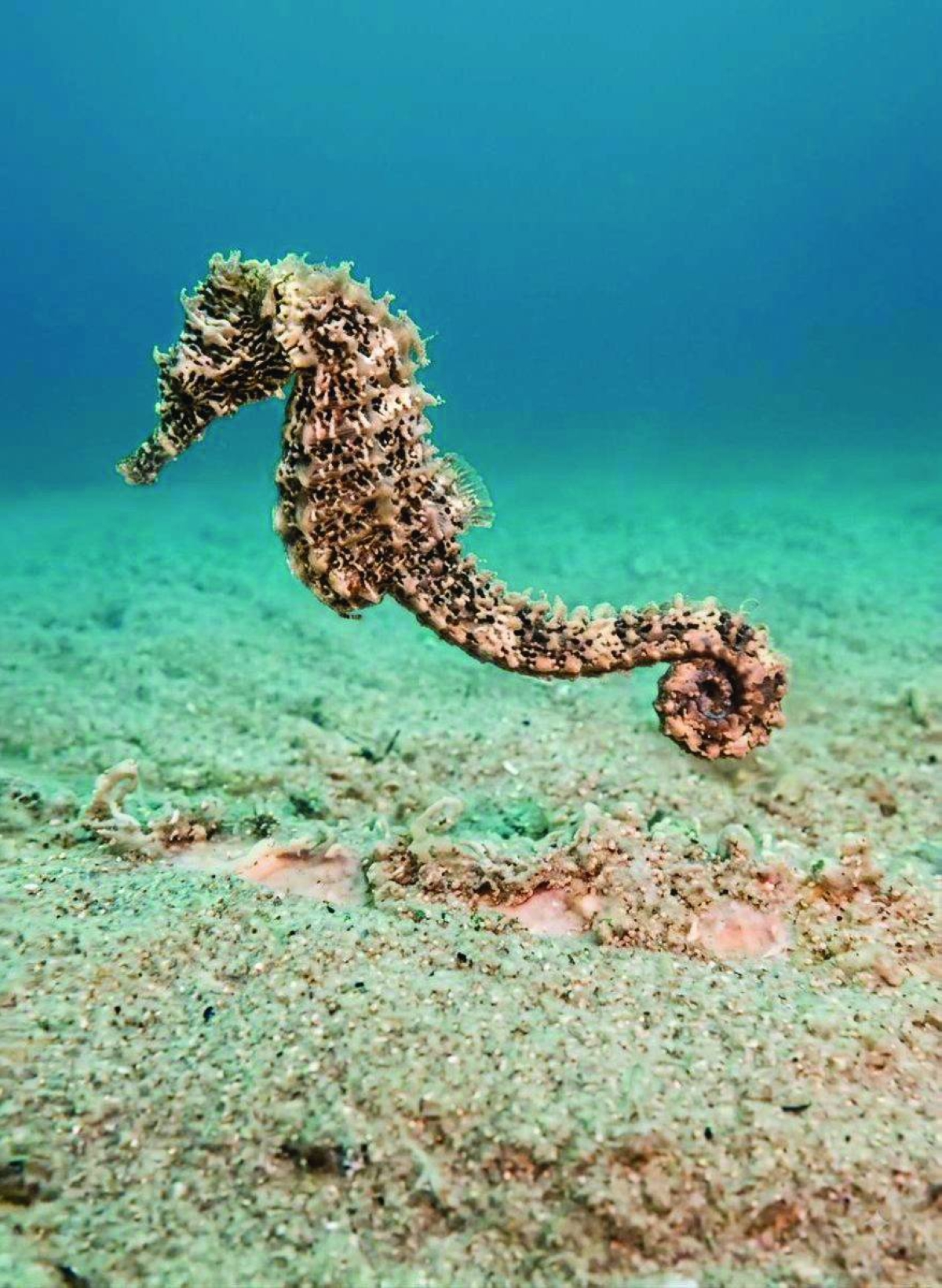 Rare seahorse sighting signals healthy habitat