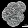 Fossil plankton shells reveal reduced nitrogen fixation in warmer oceans 3 million years ago