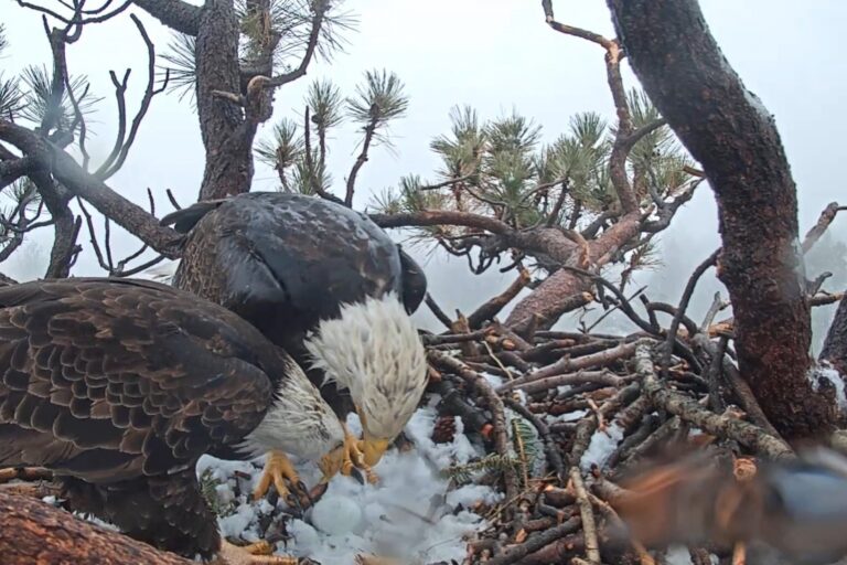 Big Bear Valley’s beloved bald eagle Jackie is dead