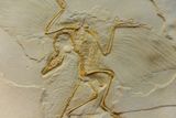150 Million-Year-Old <em>Archaeopteryx</em> Likely Took Flight the Same Way Crows Do Today