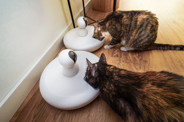 7 smart pet devices worth buying — and what each one actually costs long-term