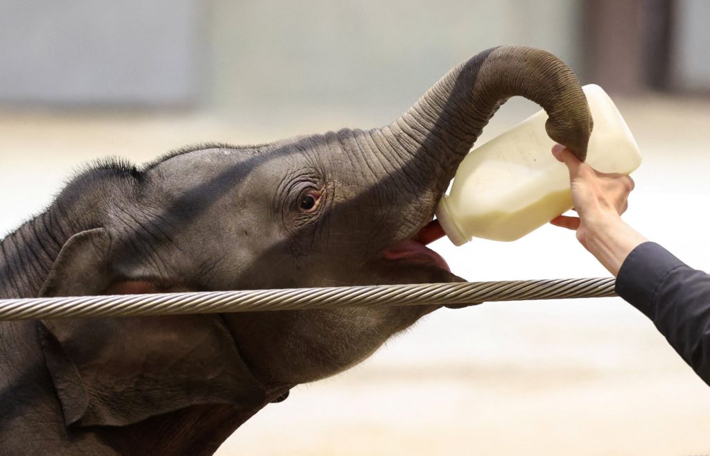Baby elephant at National Zoo helps lead fight against deadly disease