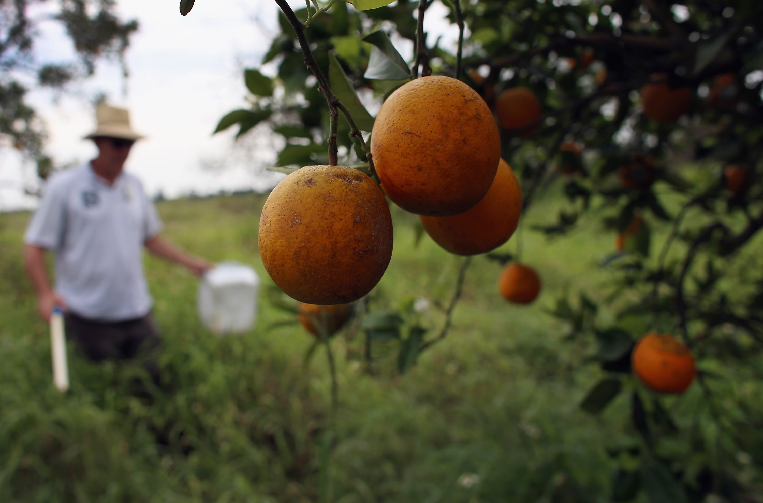 Could trees developed with gene-editing technology protect Florida's citrus industry?