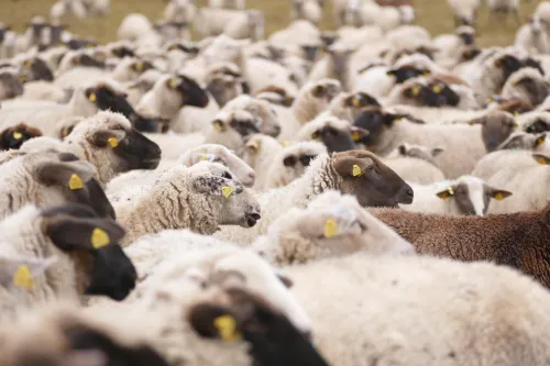 The little-known South African farming business that generated R6.7 billion last year