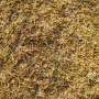 Why has Britain's grass turned yellow? A plant scientist explains what happens next