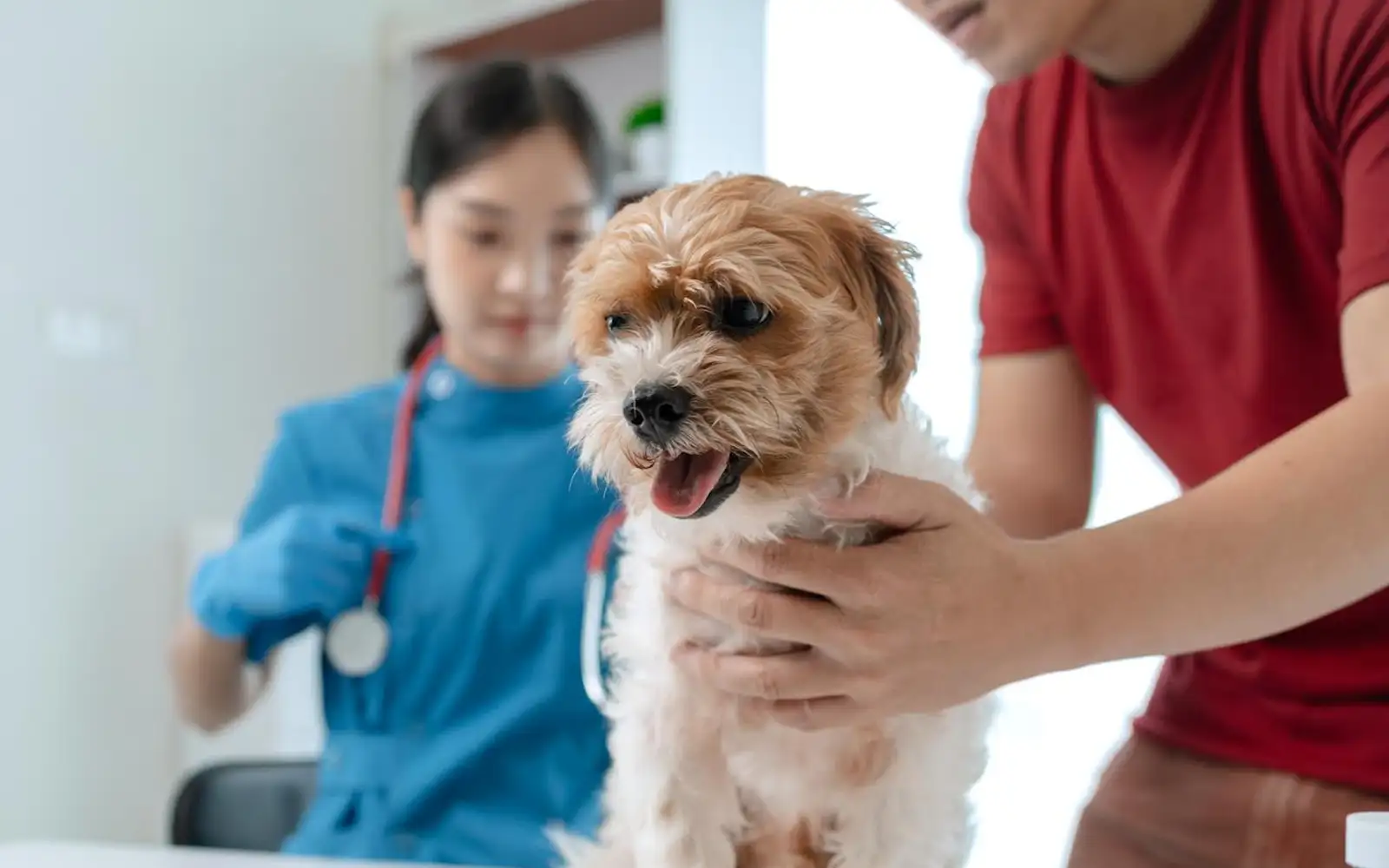 M’sians call pets family, but how many are ready for a vet emergency?