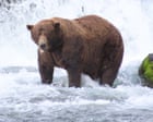 Fat Bear Week has returned – and the salmon are swimming for their lives