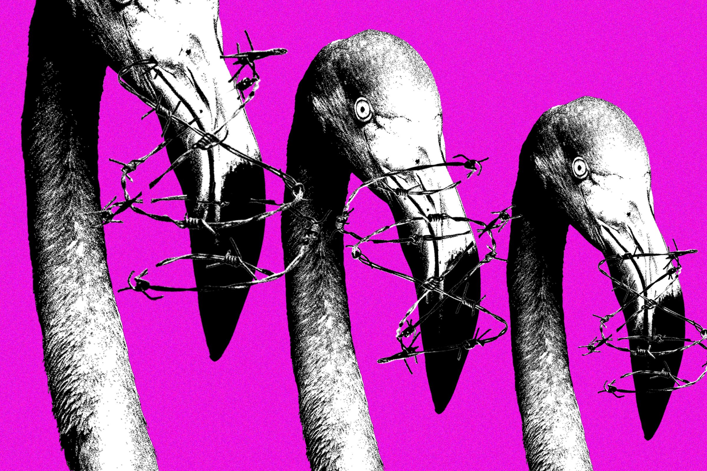 Meta’s Copyright System Is Being Weaponized Against Albanian Protesters