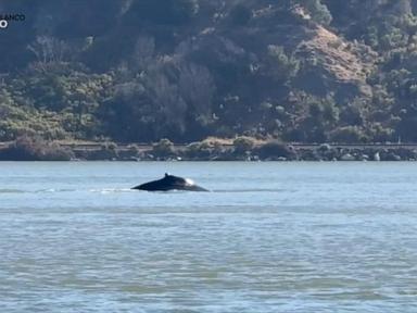 WATCH: Wayward whale sparks excitement in Northern California