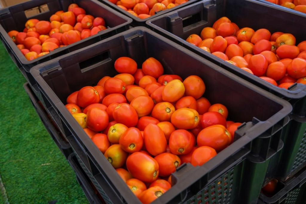 Agriculture Ministry launches Phase I of tomato production initiative