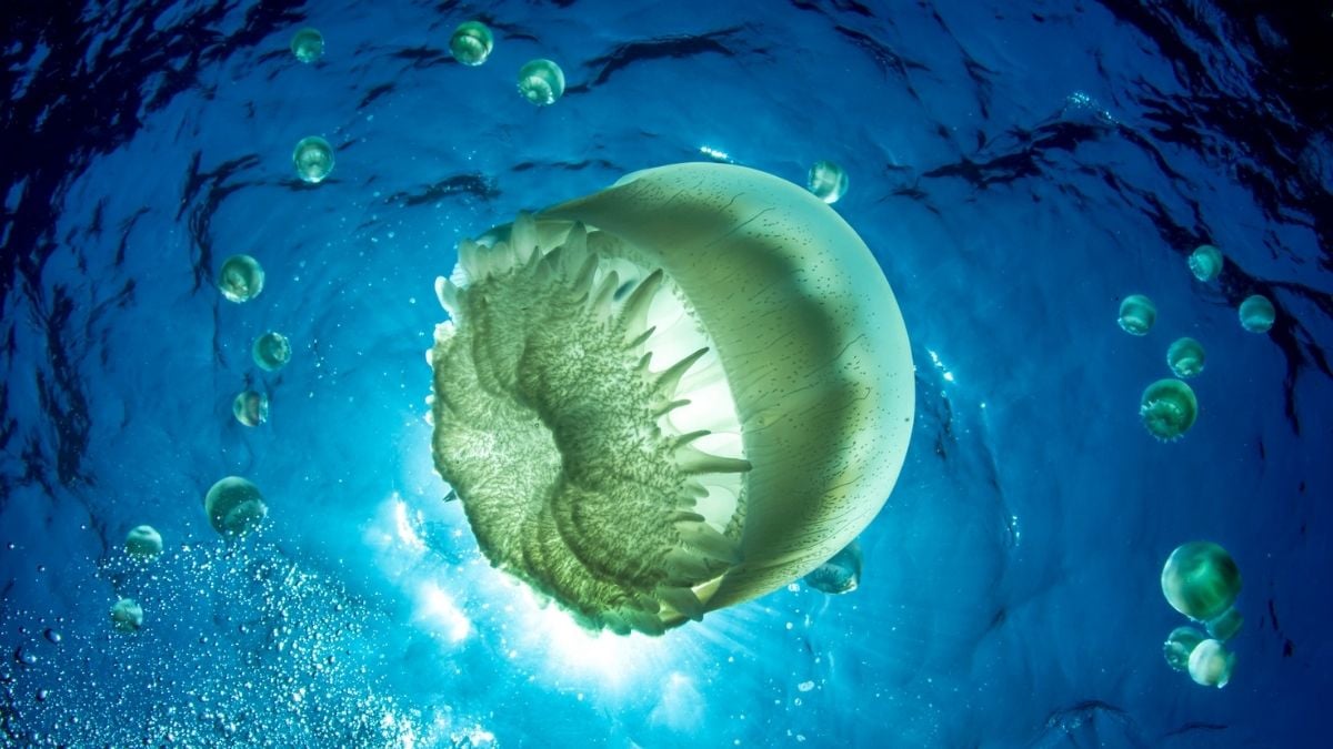 Swarming Jellyfish Just Shut Down a Nuclear Reactor For The Second Time