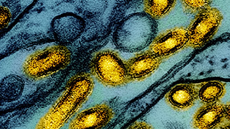 ‘It scares me more than anything else’: Inside the next global health crisis