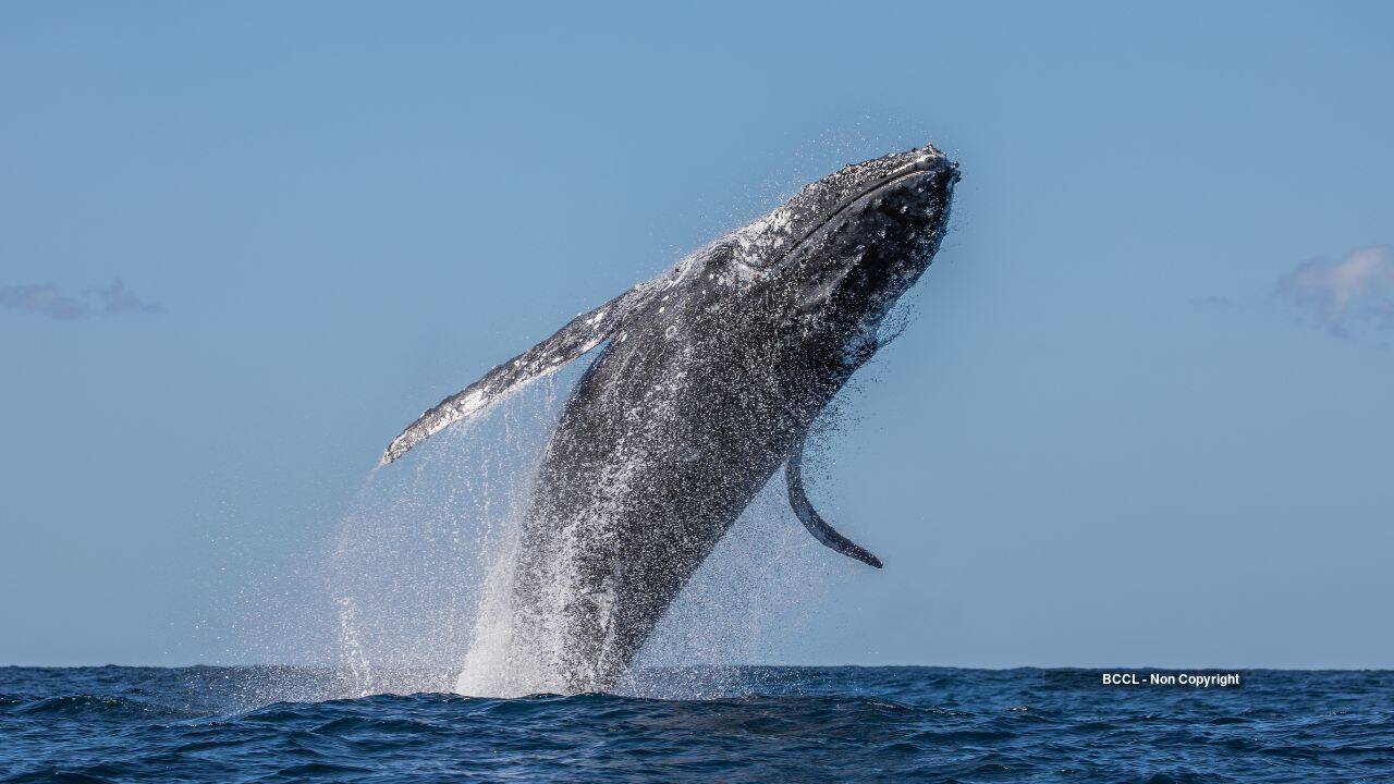 Humpback sightings fall 60% as weakened seabirds reach Australia’s east