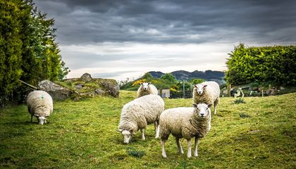 The Ancient DNA of a Deadly Animal Virus Has Been Lurking in Medieval Manuscripts for Centuries, Researchers Find