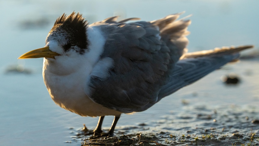 Breaking: Bird flu detected in second spot in Tasmania