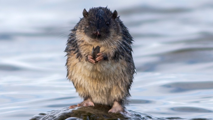 Map finds native water mammal rakali thriving in Melbourne's waterways
