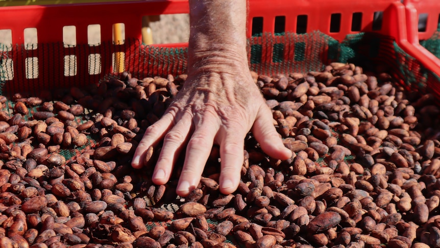 Research uncovers what determines flavour of Australian chocolate