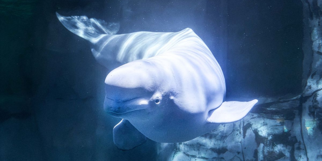 Tragedy as third Marineland beluga dies after move to Spain
