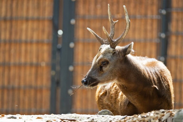From one deer’s DNA, a road map emerges to save an endangered Philippine species