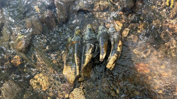 The “Most Complete” Mastodon Tooth Ever Found