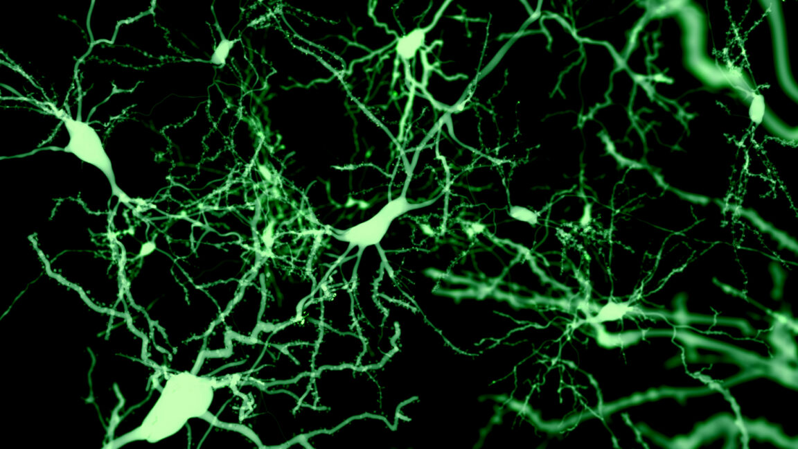 Finding the cells that put our brain to sleep