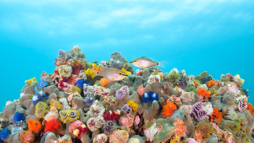 Breathtaking finalists from the Ocean Photographer of the Year awards