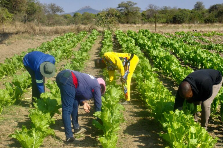 South Africa school uses cattle dung to generate biogas for cooking meals