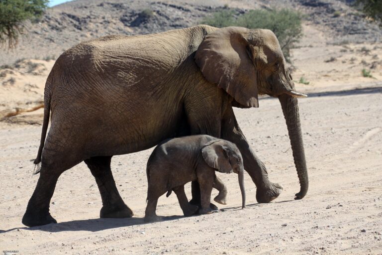 More people, farms, and drought could mean more elephant conflict in Southern Africa