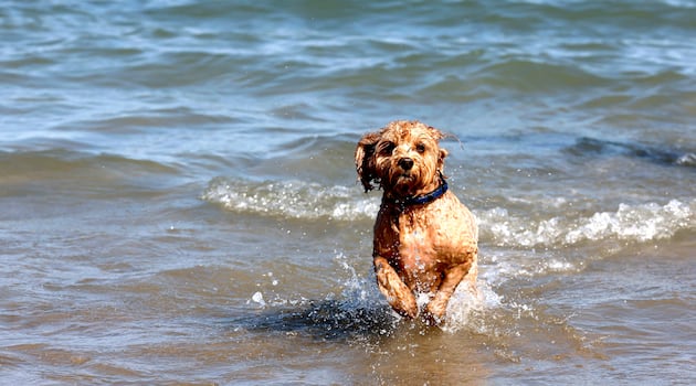 Hot weather to recede but little sign of rain for drought-affected counties