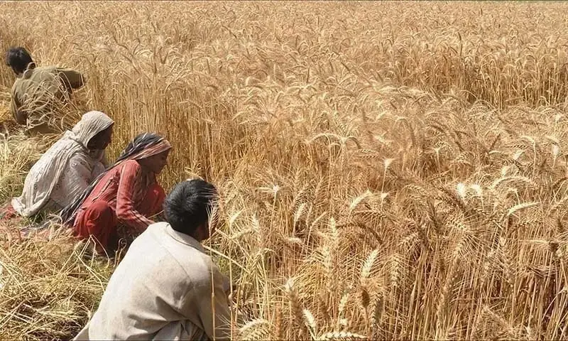 PTI white paper on wheat crisis