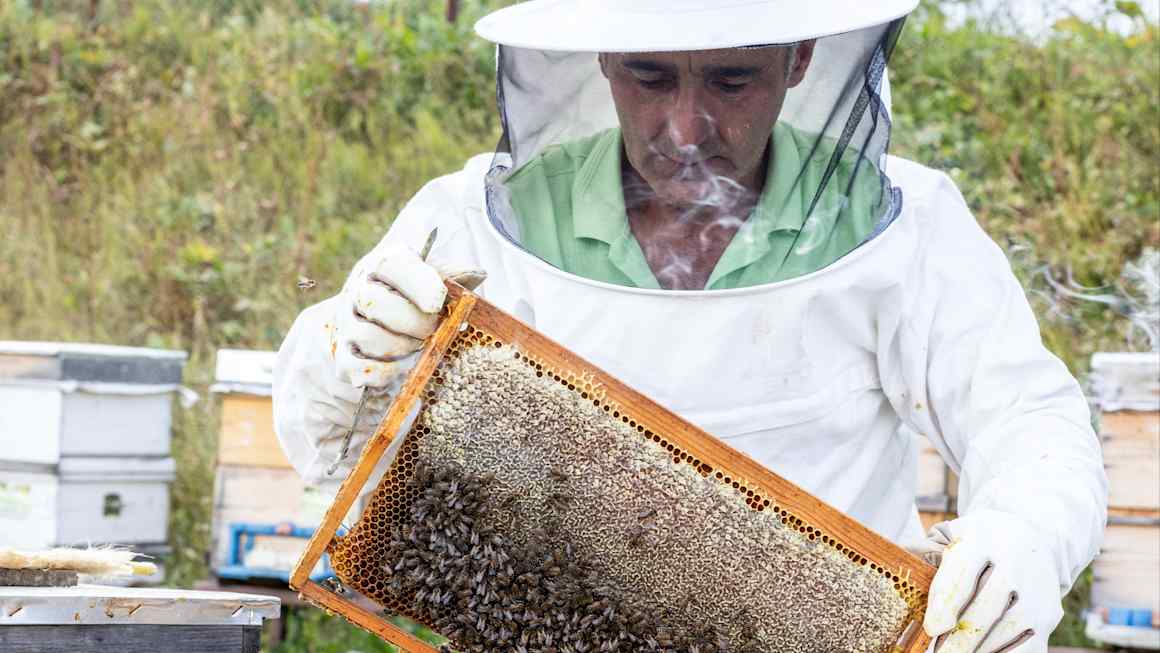 The quest to find the world’s best honey