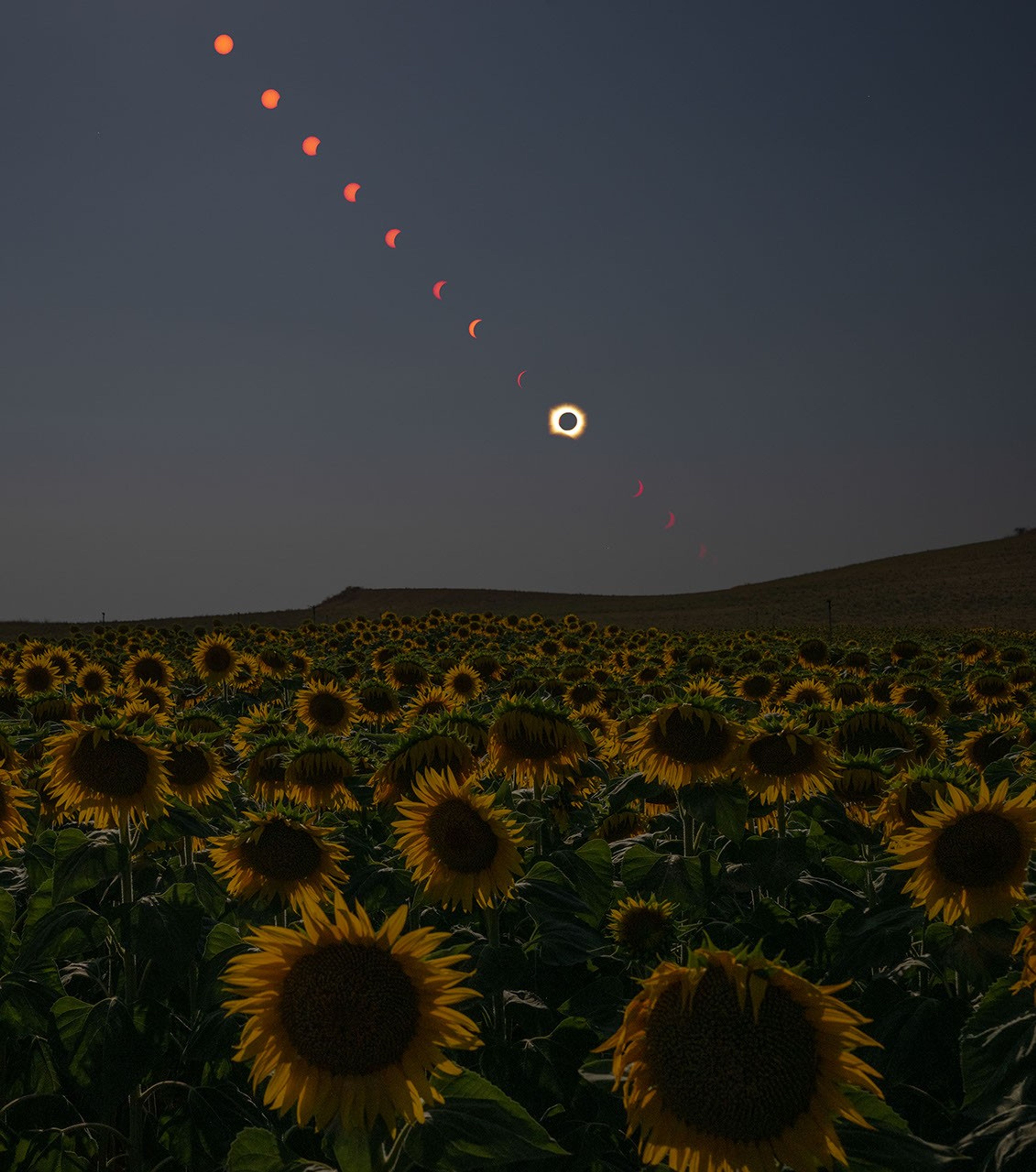 A Sunflower’s View of Totality