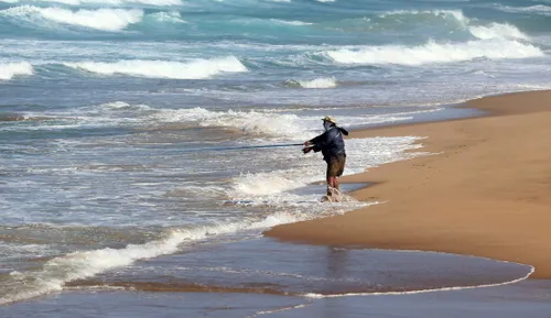 Dead fish found on beaches? Here’s what you should and shouldn't do