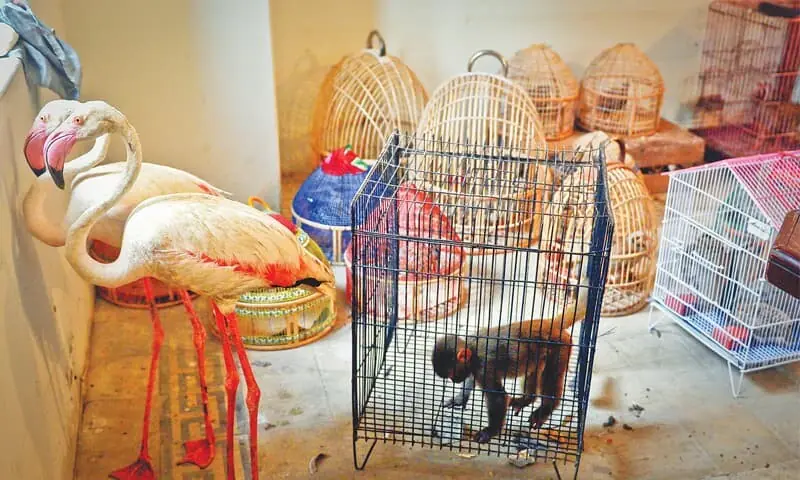 13 arrested in Punjab for poaching, birds trade