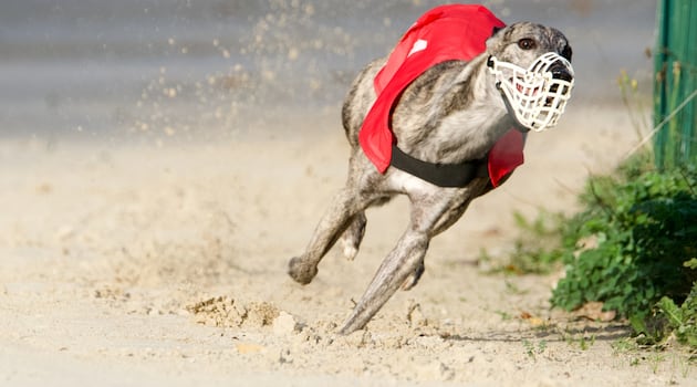 Gardaí open €60,000 fraud investigation at greyhound racing tracks