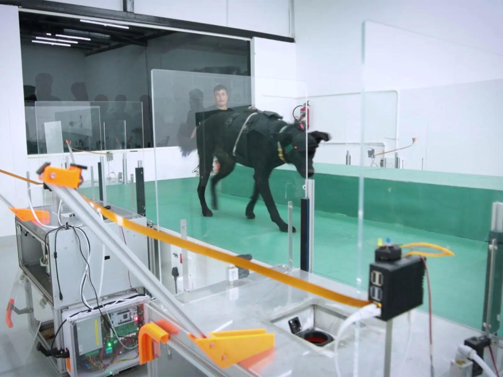Bengaluru-based startup leans on cancer-sniffing dogs and AI for early detection