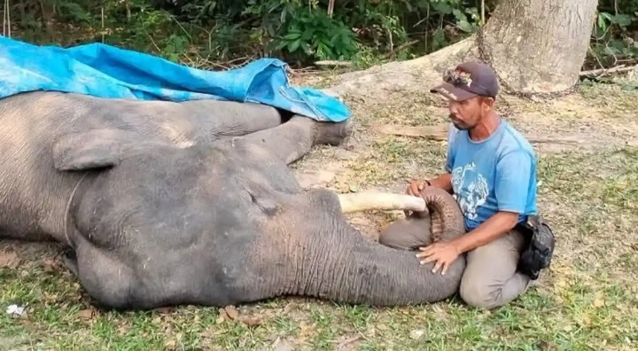 Tame Sumatran elephant dies in Riau, 13th this year