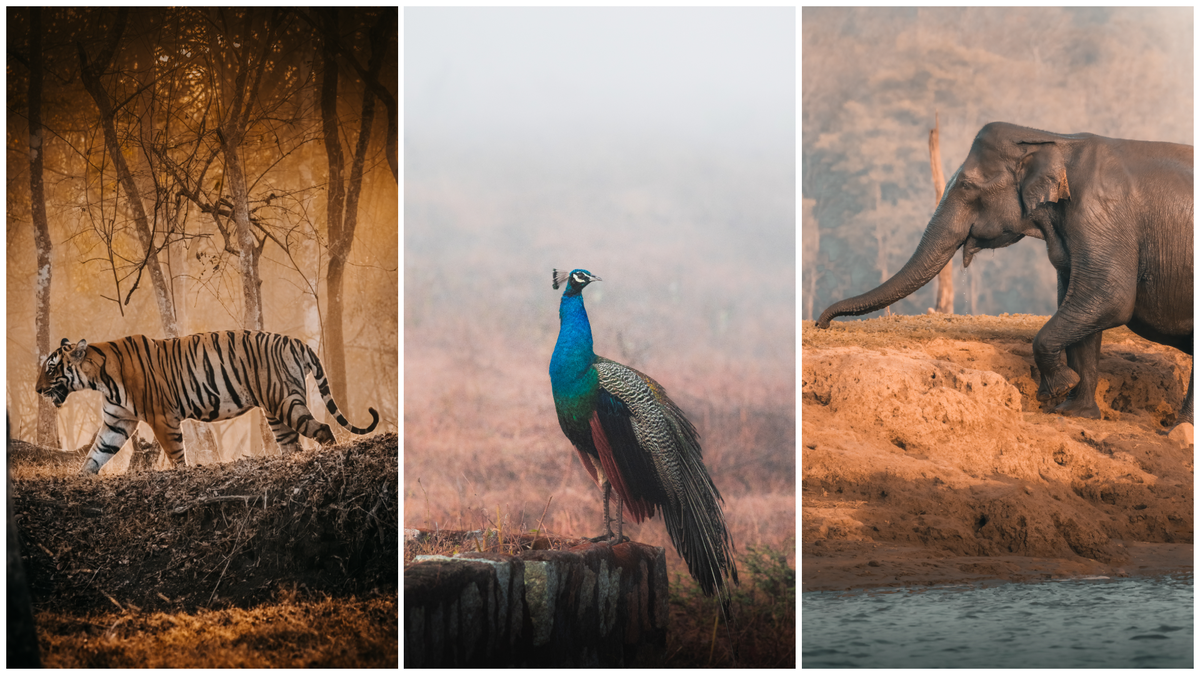 A tiger hunt, a river safari and a wild ride through Nagarhole