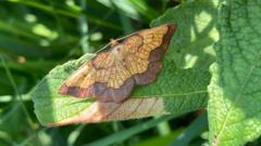 Hidden moth population found after 70 years