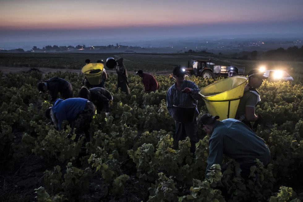 Around 13,000 Spanish seasonal workers will work in the French grape harvest for €2,156 gross per month