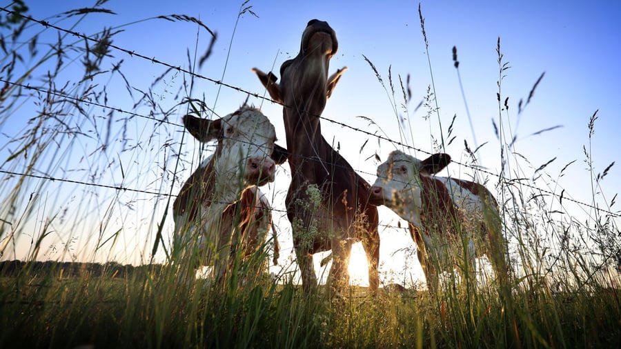 Transmitted by mosquitoes: Unknown virus detected in cattle in southern Germany