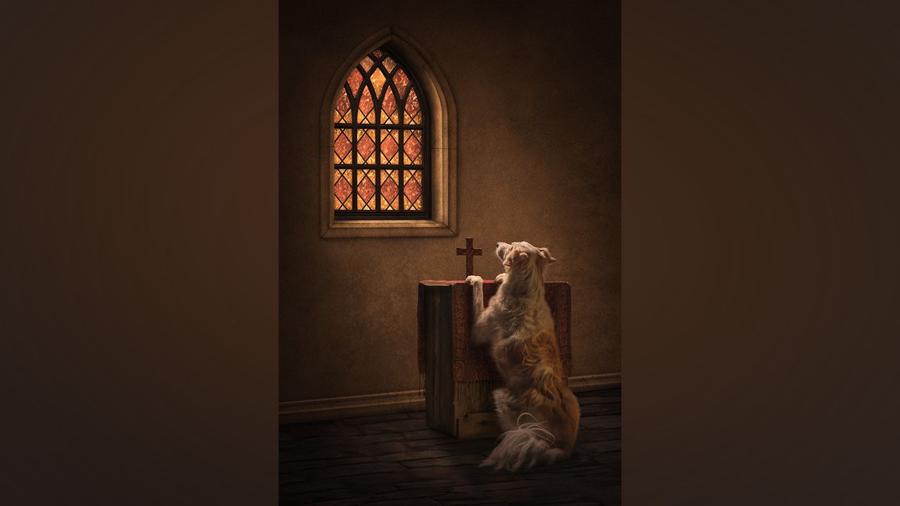 Pooch’s prayers answered as it becomes winning scene at 2026 International Pet Photography Awards