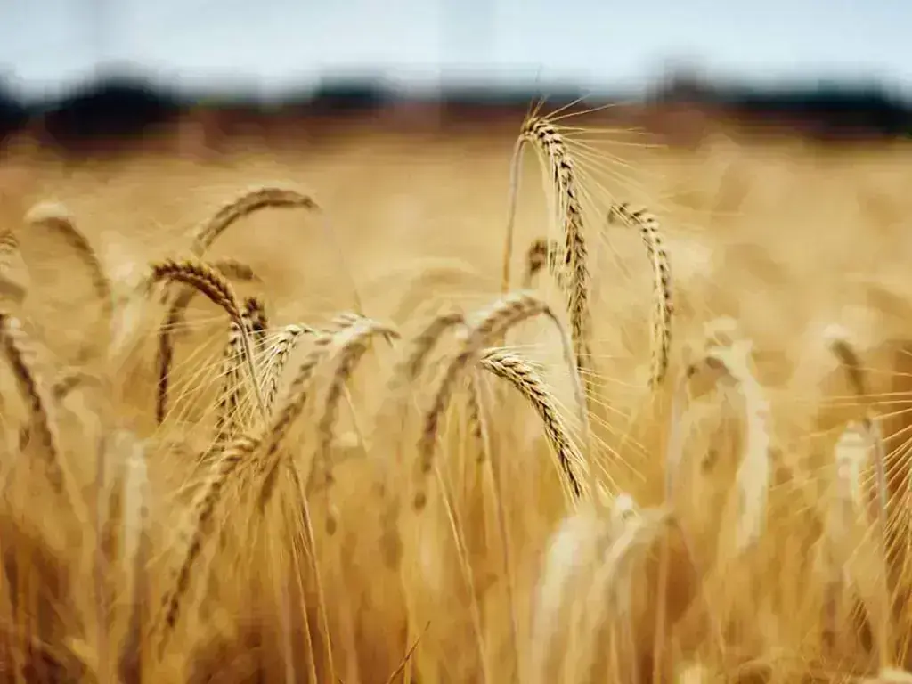 US wheat heads for biggest weekly gain in one month on Black Sea disruptions