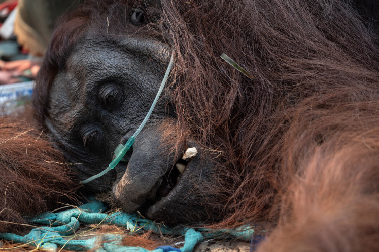 What do dead monkeys reveal about Indonesia's wildfire toll?