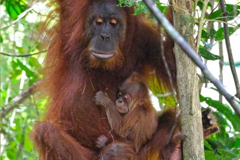 Rescued from traffickers, reintroduced orangutan becomes mother in the wild