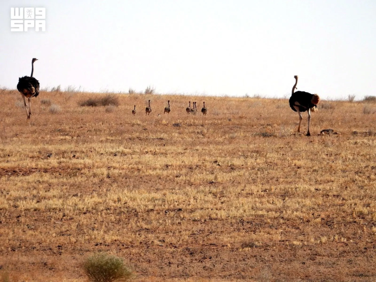 Ostrich returns to Saudi reserves under wildlife reintroduction program