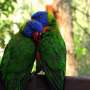 Australia has long relied on volunteers: As bird flu spreads, they will need support