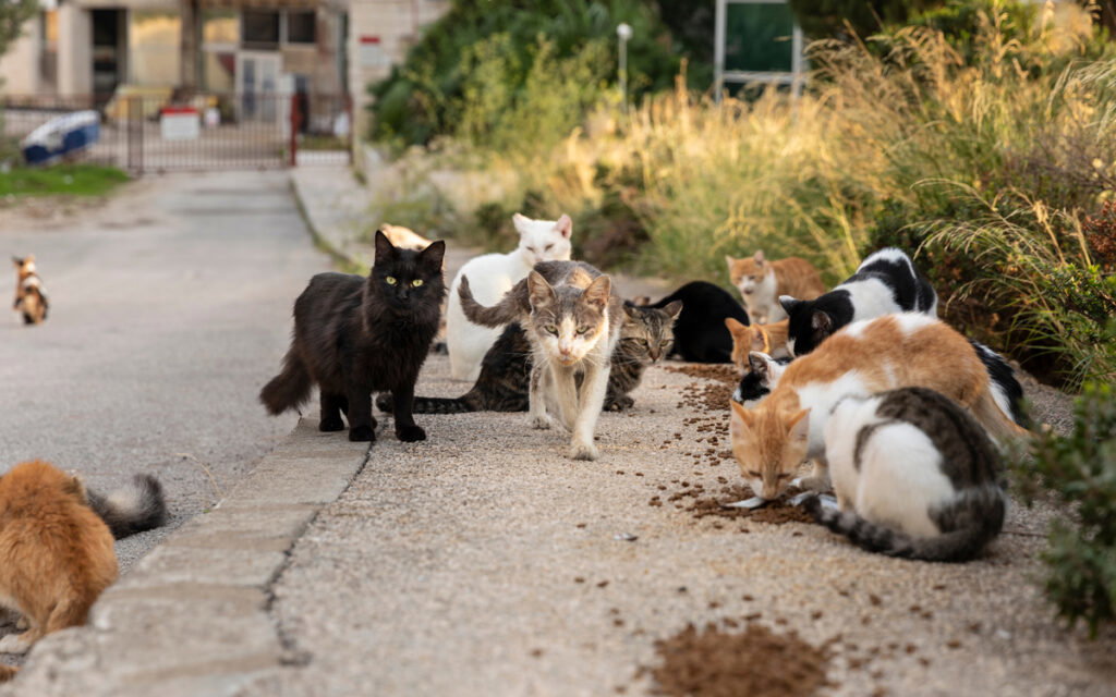 Spain’s street cats: Scientists say colonies should go as 180 million wild animals killed a year